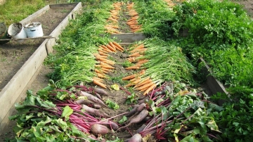 Le Courcellois, un jardin communautaire