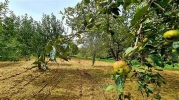 Le Printemps au Verger