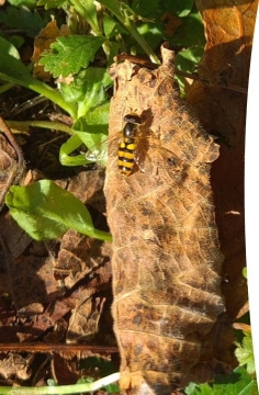 Perrigny fête l'abeille