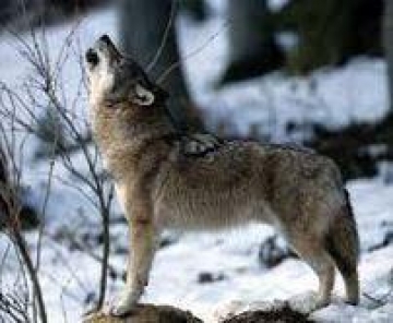 Projet Loup