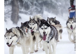 Initiation chiens de traîneau et découverte du Jura à un public de personne en situation de handicap Haut-Savoyard