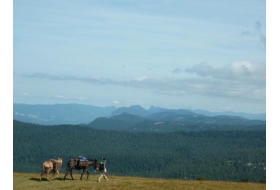Voyage en autonomie avec un cheval et une mule à travers la France
