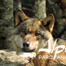 Parc Alpha