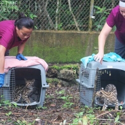 réintroduction des animaux dans leur espace naturel