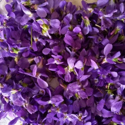 fleurs de violette de Meursault
